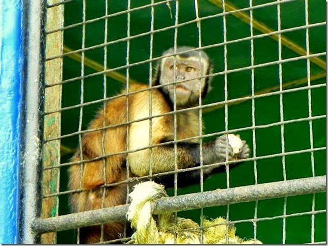 Guyana_Zoo_DSCN8242