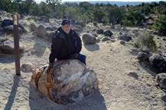 If this one chunk of Petrified Tree was cut into tops it would be worth over a hundred thousand dollars!