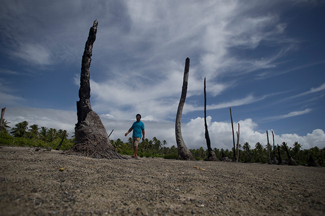 Father Martin, parish priest on the island of Abaiang walks through the wasteland that used to be the village of Tebunginako garden. Rising sea water made the soils heavily saline and unable to support the Bannanas and Taro vital to the villagers' survival Photo: Mike Bowers / The Global Mail