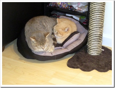 Blue squashing Leo in the cat bed. These guys are brothers living at Tracey's flat in Tolworth.