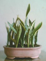 Sansevieria