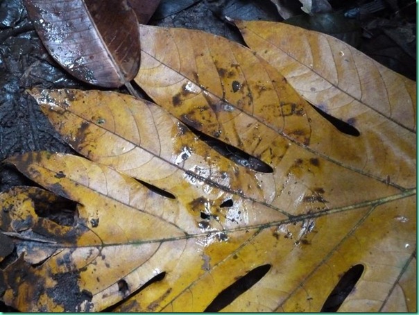 yellow leaf footprint