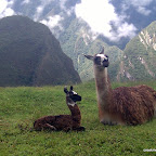 Baby alpaca and mom.