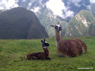 Baby alpaca and mom.