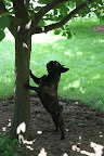 Hey squirrels!  Are you up there?  We're gonna get you!
