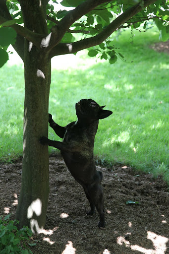 Hey squirrels!  Are you up there?  We're gonna get you!
