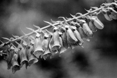 Fox-Gloves---Film