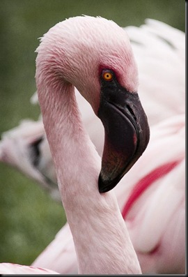 Neighbour, Rory - Lesser Flamingo 2010