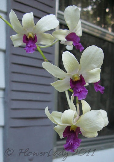 [06-11-doug-orchid2%255B3%255D.jpg]