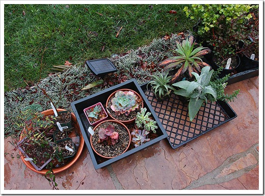 120120_potted_plants