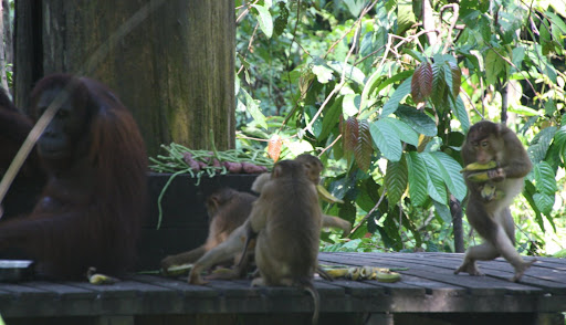 The bandits (macaques) raiding the food.