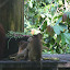 The bandits (macaques) raiding the food.