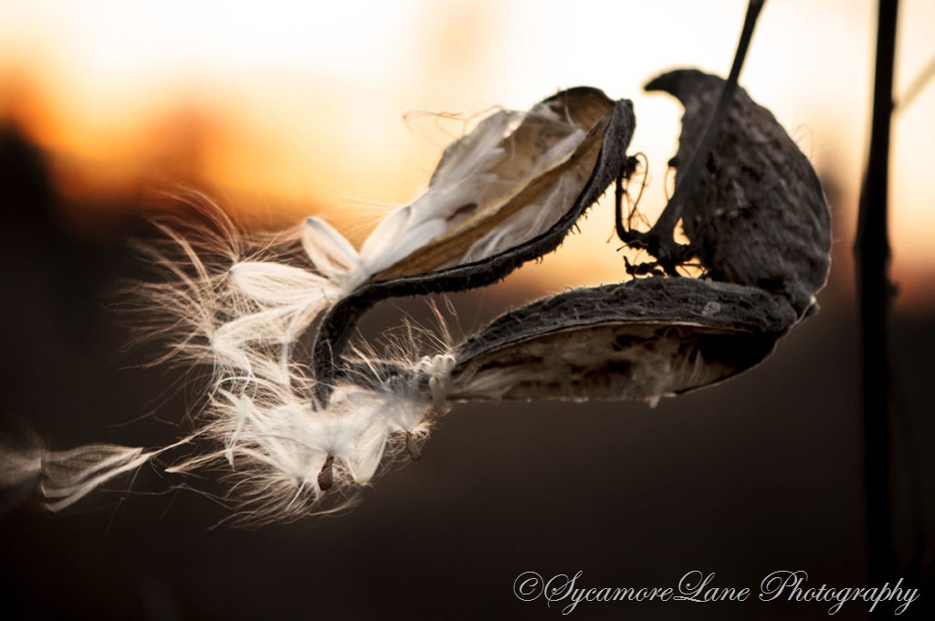[milkweed-at-sunset18.jpg]