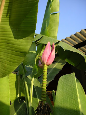 Guatemala: banana flower 