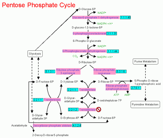 The Hexose MonoPhosphate Shunt The Hexose MonoPhosphate Shunt