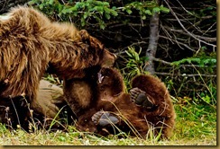 untitled Mother and cub_ROT3430 September 02, 2011 NIKON D3S