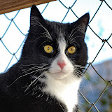 gatti