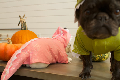 You're right, G.K.  Wearing this dragon costume, we even get to have tails, like you!