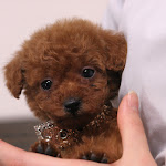 dog618-7.jpg