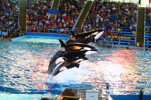 [SeaWorld051_thumb14.jpg]