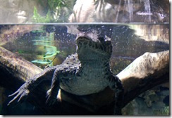 aquarium10