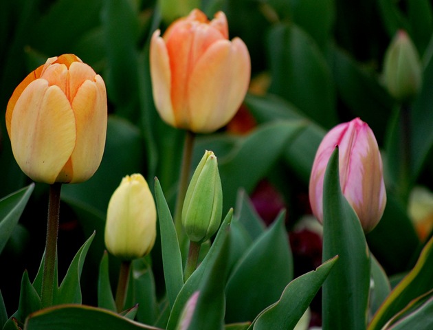 [tulips112.jpg]