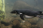 Under Water Penguin