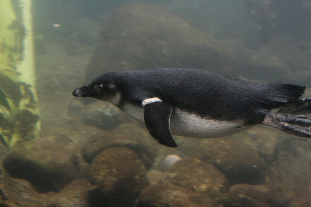 Under Water Penguin