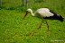Natura :: Oasi Lipu di Racconigi (TO)