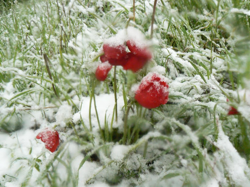 В Иерусалиме снег!!!!
