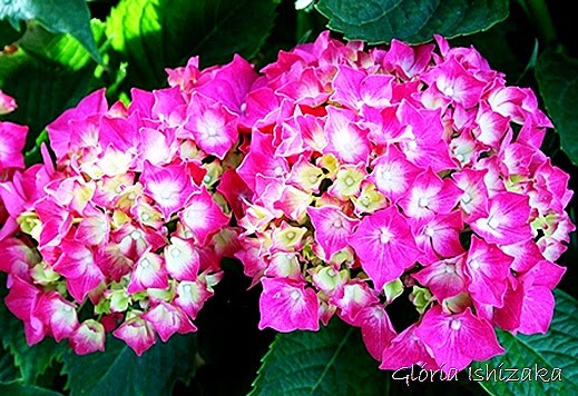 Glória Ishizaka - hortensia