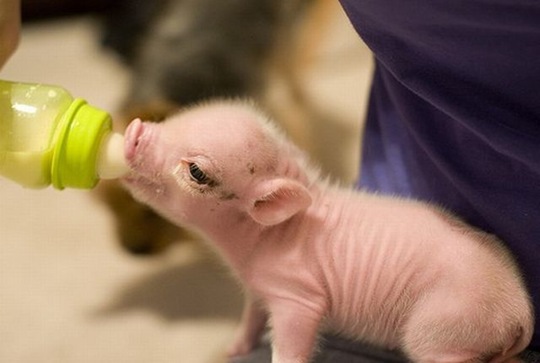 [funny-animals-haha-30%255B2%255D.jpg]