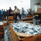 sardine_432500.jpg