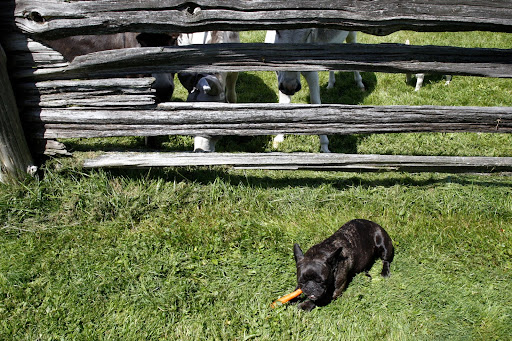 Yumm!  I know this carrot is for the donkeys, but it tastes so sweet.