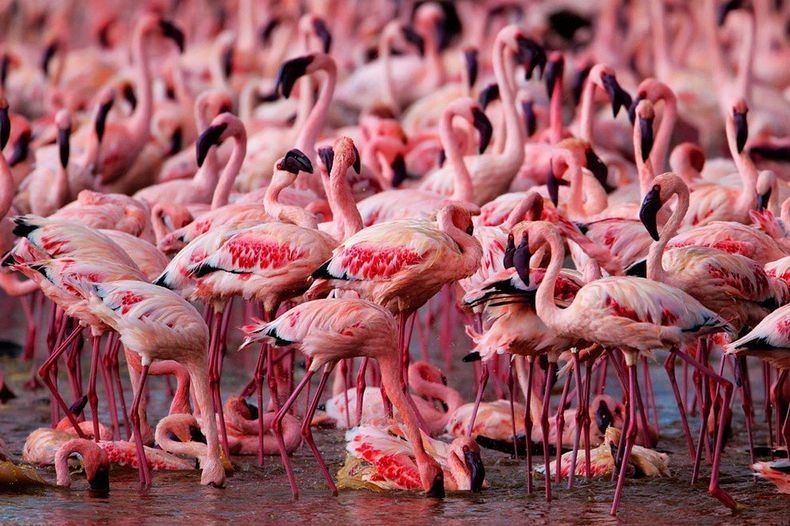 كينيا و بحيرة ناكورو  Lake-nakuru-flamingos-12%255B2%255D