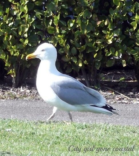 seagull