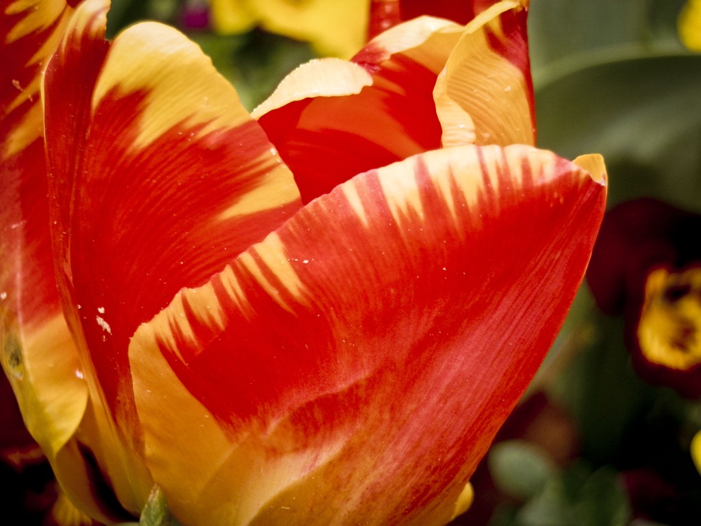 [bicolored%2520tulip%255B6%255D.jpg]