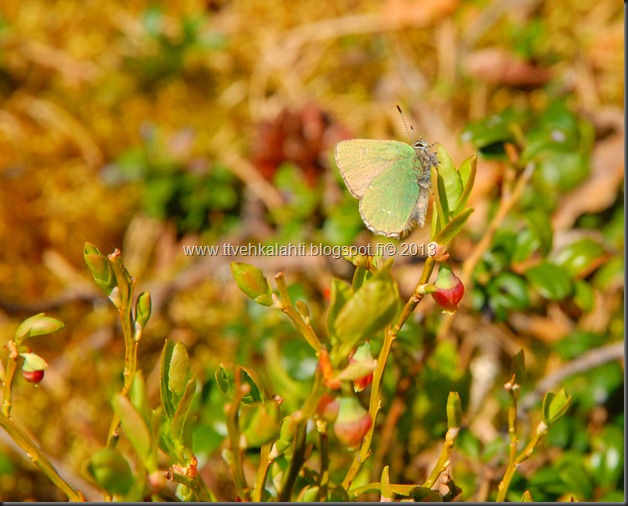 asfaltti ty&ouml; vt 8 Kangasperhonen (Callophrys rubi) 095