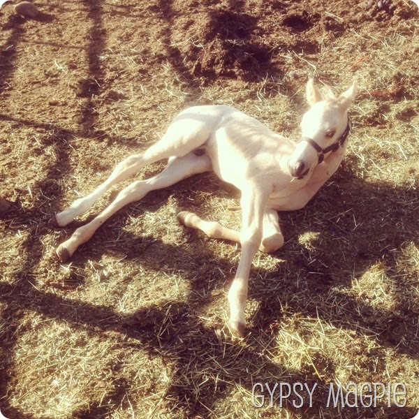 Meet Chief Gypsy Magpie