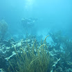  Scuba Dive Buck Island Reef