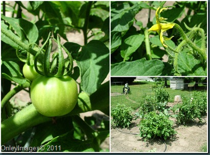 tomato collage0623 tomato collage0623