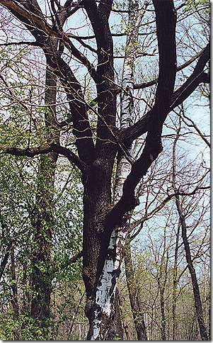 tolstoy0001.BMP tolstoy0001.BMP