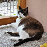 gatti 2012/1