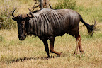 En gnu (også kaldet “blue wildebeest”).