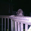 Racoon 029.JPG