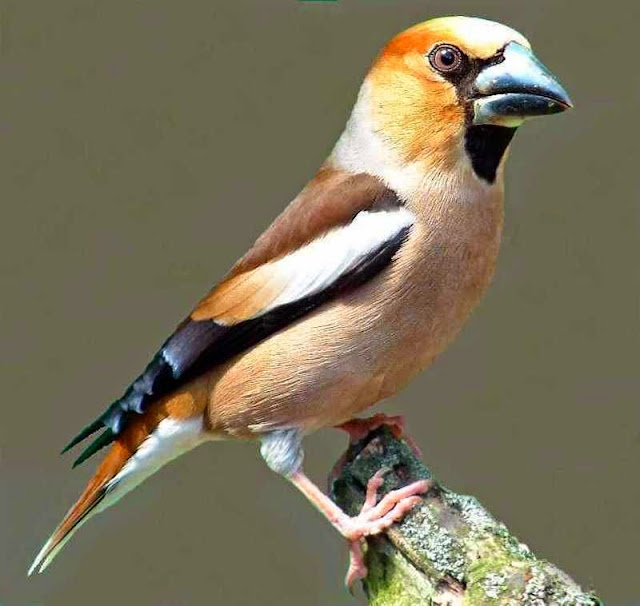 Burung Grosbeak dari keluarga finch hawfinch