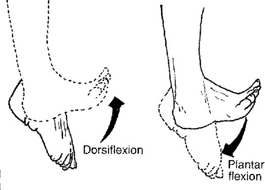 [dorsiflexion.1%255B2%255D.jpg]