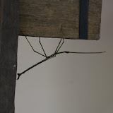 A big walking stick hanging out at the visitor center.  Close to a foot long.