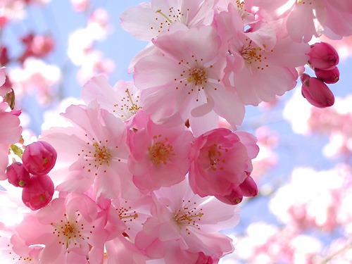 [cherry-blossom-3%255B5%255D.jpg]