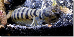 aquarium31